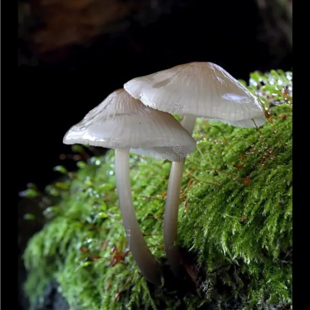 Driftwood Art, Driftwood and Coral Mushrooms, Mushroom Art, Coastal Art - Picture 10 of 12